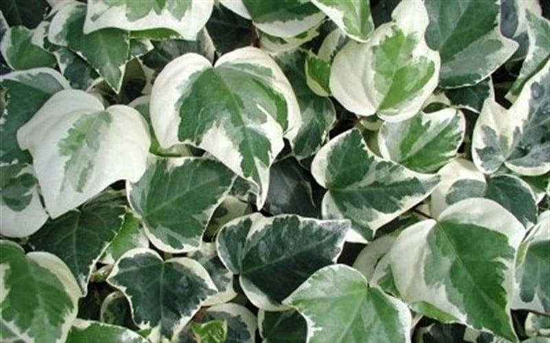 Variegated Algerian Ivy (Hedera Algeriensis 'Gloire De Marengo') - 18 Pack Of Pint Pots 9 Variegated Algerian Ivy (Hedera Algeriensis 'Gloire De Marengo') - 18 Pack Of Pint Pots - Image 7