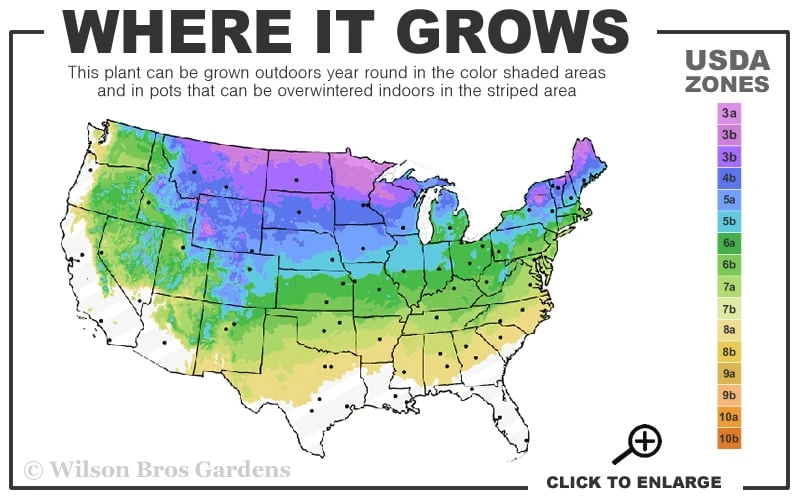 Fire Chief Arborvitae - 1 Gallon Pot 5 Fire Chief Arborvitae - 1 Gallon Pot - Image 3