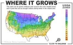 Cats Pajamas Catmint - 1 Gallon Pot -Cheap PLANTS Store 3a 8b 15