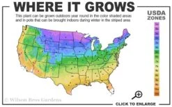 Blue Chip Juniper Tree Form Topiary - 3 Gallon Pot 7 Blue Chip Juniper Tree Form Topiary - 3 Gallon Pot -Cheap PLANTS Store 3a 9b 11