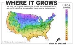 Pink Flamingo Clematis - 1 Gallon Pot -Cheap PLANTS Store 3b 9b