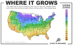 Apricot Drift Dwarf Rose - 2 Gallon Pot -Cheap PLANTS Store 4A 11 18