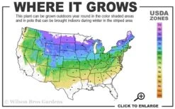 Admiration Barberry - 3 Gallon Pot -Cheap PLANTS Store 4a 8a 1