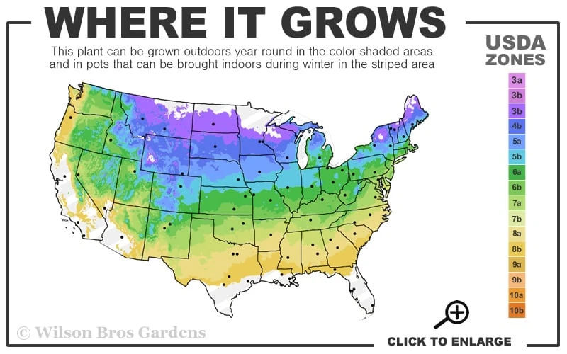 Mountain Snow Pieris - 1 Gallon Pot 5 Mountain Snow Pieris - 1 Gallon Pot - Image 3