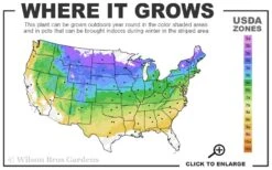 Blue Star Juniper - 1 Gallon Pot -Cheap PLANTS Store 4a 8b 5