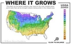 Cardinal Wyszynski Clematis - 1 Gallon Pot -Cheap PLANTS Store 4a 8b thumbnail 2