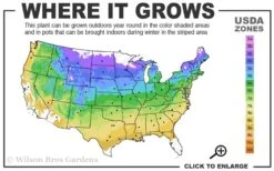 Gold Lace Juniper - 6 Pack Of 1 Gallon Pot -Cheap PLANTS Store 4a 9a 1