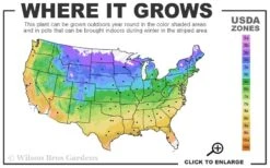 Blue Point Juniper Spiral Topiary - 7 Gallon Pot -Cheap PLANTS Store 4a 9b 86