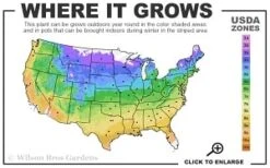 Guiding Promise Clematis - 1 Gallon Pot -Cheap PLANTS Store 4a 9b thumbnail 1