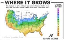Golden Sweet Flag - Acorus Gramineus 'Ogon' - 18 Count Flat Of Pint Pots -Cheap PLANTS Store 5a 10b 14
