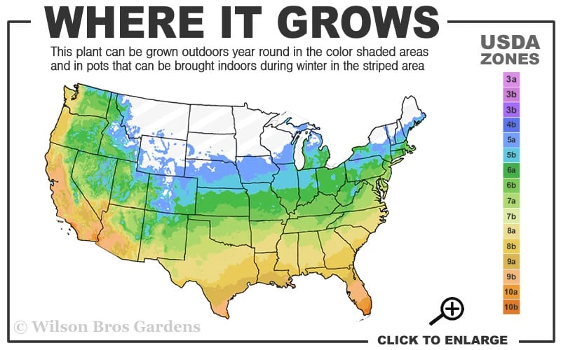 Dwarf Golden Sweet Flag - Acorus Gramineus 'Minimus Aureus' - 18 Count Flat Of Pint Pots 5 Dwarf Golden Sweet Flag - Acorus Gramineus 'Minimus Aureus' - 18 Count Flat Of Pint Pots - Image 3