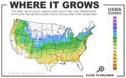 Radicans Cryptomeria (Japanese Cedar) - 1 Gallon Pot -Cheap PLANTS Store 5a 8b 12