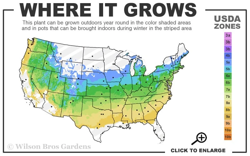 Lucy Rose Of Sharon (Single Trunk Tree) - 7 Gallon Pot (3-4') 5 Lucy Rose Of Sharon (Single Trunk Tree) - 7 Gallon Pot (3-4') - Image 3