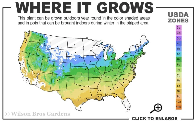 Toyo Nishiki Flowering Quince - Chaenomeles Speciosa - 2 Gallon Pot 5 Toyo Nishiki Flowering Quince - Chaenomeles Speciosa - 2 Gallon Pot - Image 3