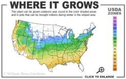 Red Cascade Miniature Climbing Rose - 6 Pack Of 1 Gallon Pots -Cheap PLANTS Store 5a 9a