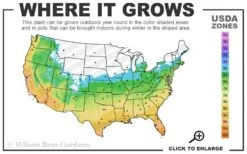 Big Blue Liriope (Lilyturf) - 36 Pack Of 3.5" Pint Pots -Cheap PLANTS Store 5b 11 1