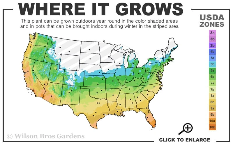 Creeping Lilyturf (Liriope Spicata) - 36 Pack Of 3.5" Pint Pots 5 Creeping Lilyturf (Liriope Spicata) - 36 Pack Of 3.5" Pint Pots - Image 3