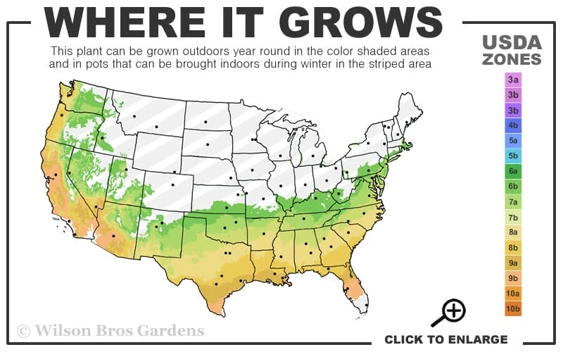Autumn Twist Encore Azalea - 3 Gallon Pot 5 Autumn Twist Encore Azalea - 3 Gallon Pot - Image 3