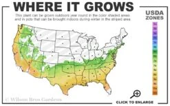 Autumn Empress Encore Azalea - 6 Pack Of 1 Gallon Pots -Cheap PLANTS Store 6B 9B 25