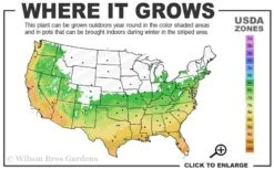 Blush Pink Nandina - 6 Pack Of 1 Gallon Pots -Cheap PLANTS Store 6a 10a 1