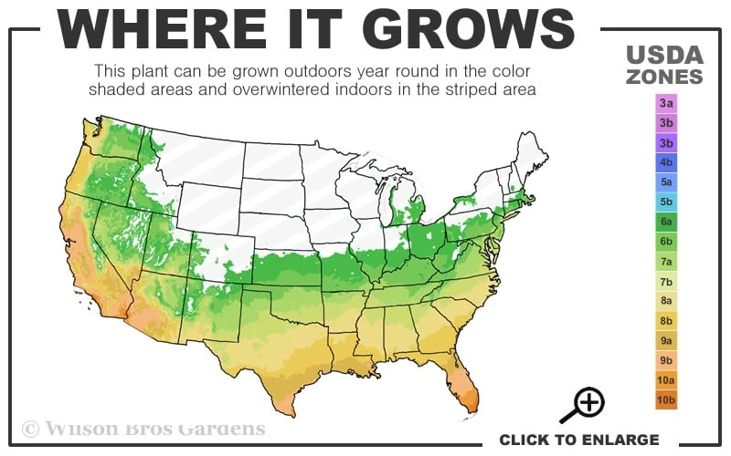 Sunshine Ligustrum - 3 Gallon Pot 5 Sunshine Ligustrum - 3 Gallon Pot - Image 3