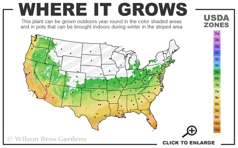 Little Galaxy Agapanthus (Lily Of The Nile) - 1 Gallon Pot 5 Little Galaxy Agapanthus (Lily Of The Nile) - 1 Gallon Pot - Image 3