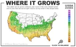 Variegated Liriope - Lilyturf - 72 Pack Of 3.5" Pint Pots -Cheap PLANTS Store 6a 11 5