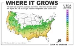 Arp Rosemary - 1 Gallon Pot 9 Arp Rosemary - 1 Gallon Pot -Cheap PLANTS Store 6a 9a 3