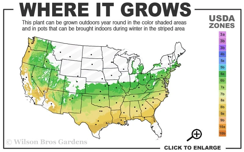 Arp Rosemary - 1 Gallon Pot 5 Arp Rosemary - 1 Gallon Pot - Image 3