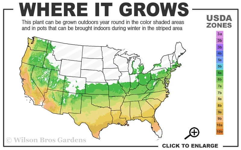Creeping Japanese Plum Yew (Cephalotaxus Harringtonia 'Prostrata') - 7 Gallon Pot 4 Creeping Japanese Plum Yew (Cephalotaxus Harringtonia 'Prostrata') - 7 Gallon Pot - Image 3