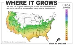 Southgate Divine Rhododendron -Cheap PLANTS Store 6a 9b 76