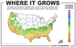 Spring Awakening Fragrant Camellia Hybrid - 3 Gallon Pot -Cheap PLANTS Store 6b 10a