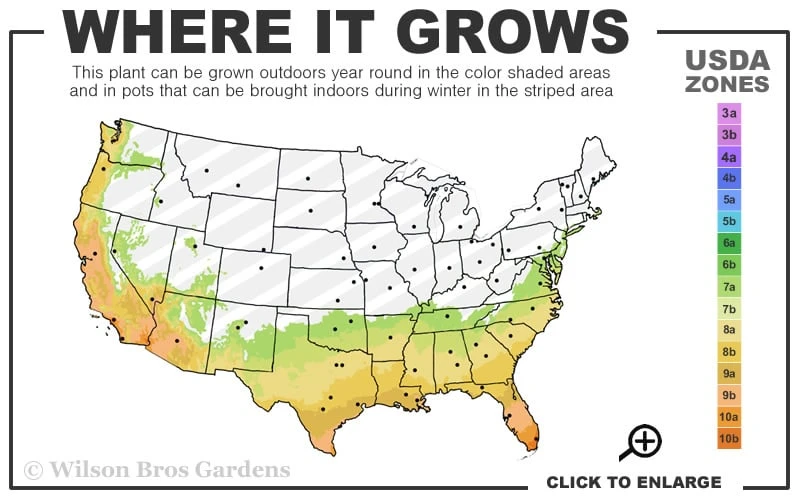 Emerald Flame Podocarpus Macrophyllus (Japanese Yew) - 3 Gallon Pot 4 Emerald Flame Podocarpus Macrophyllus (Japanese Yew) - 3 Gallon Pot - Image 3