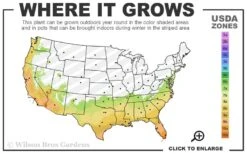 Lemon Ball Sedum - 5 Pack Of Pint Pots -Cheap PLANTS Store 7a 10b 4