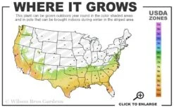 Angyo Star Fatshedera - 3 Gallon Pot 8 Angyo Star Fatshedera - 3 Gallon Pot -Cheap PLANTS Store 7a 9b 4