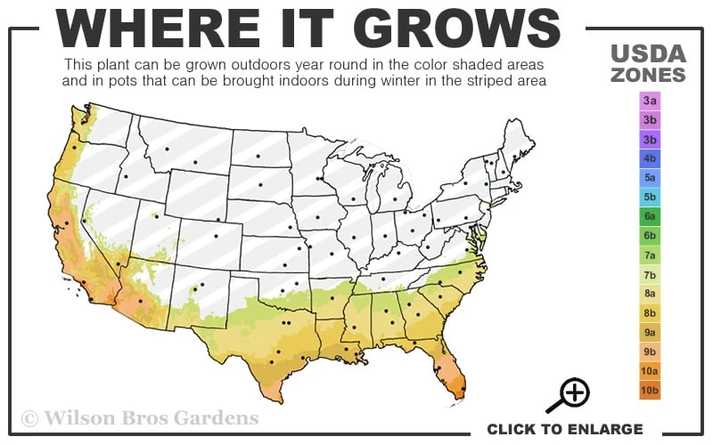 Tuscan Blue Rosemary - 1 Gallon Pot 5 Tuscan Blue Rosemary - 1 Gallon Pot - Image 3