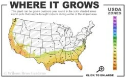 Asian Jasmine - Asiatic Jasmine - 1 Gallon Pot -Cheap PLANTS Store 7b 10b