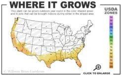 EnduraScape Red Verbena - 1 Gallon Pot 9 EnduraScape Red Verbena - 1 Gallon Pot -Cheap PLANTS Store 8a 11 9