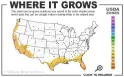 Bells Of Fire Tecoma - Esperanza - 1 Gallon Pot -Cheap PLANTS Store 8b 11 2