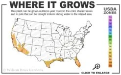 Little Lucky Red Lantana - 6 Inch Pot -Cheap PLANTS Store 9a 11 3