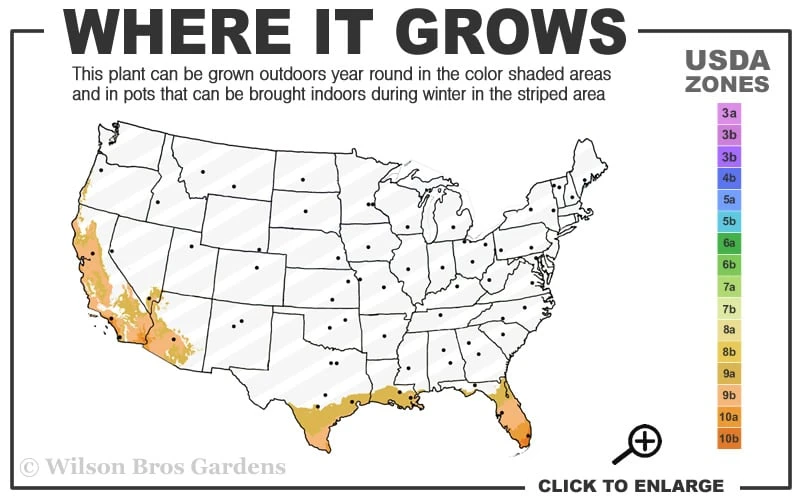 Little Lucky Peach Glow Lantana - 5 Pack Of Quart Pots 5 Little Lucky Peach Glow Lantana - 5 Pack Of Quart Pots - Image 3