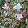 Confetti Dwarf Abelia - 3 Gallon Pot -Cheap PLANTS Store Abelia Confetti BS