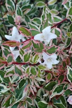 Confetti Dwarf Abelia - 3 Gallon Pot