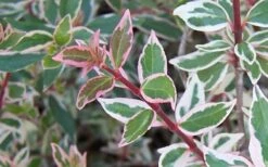 Confetti Dwarf Abelia - 3 Gallon Pot 13 Confetti Dwarf Abelia - 3 Gallon Pot -Cheap PLANTS Store Abelia Confetti Closeup