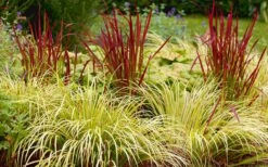 Golden Sweet Flag - Acorus Gramineus 'Ogon' - 10 Pack Of Quart Pots 12 Golden Sweet Flag - Acorus Gramineus 'Ogon' - 10 Pack Of Quart Pots -Cheap PLANTS Store Acorus Ogon 103 1