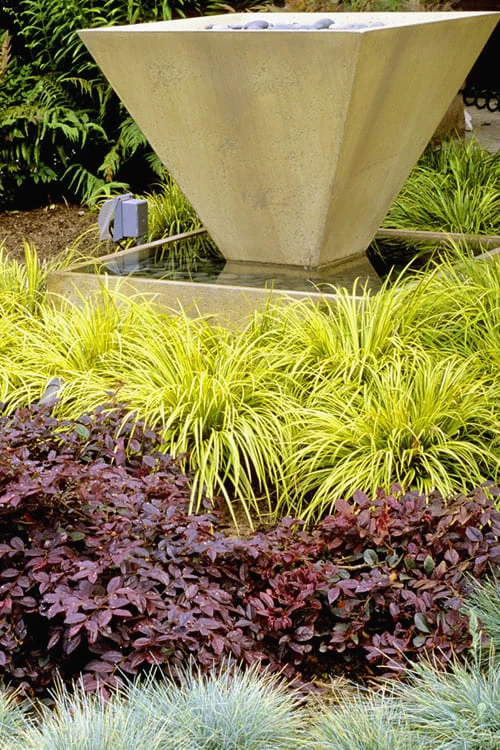 Golden Sweet Flag - Acorus Gramineus 'Ogon' - 10 Pack Of Quart Pots 6 Golden Sweet Flag - Acorus Gramineus 'Ogon' - 10 Pack Of Quart Pots - Image 4