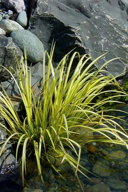 Golden Sweet Flag - Acorus Gramineus 'Ogon' - 10 Pack Of Quart Pots 8 Golden Sweet Flag - Acorus Gramineus 'Ogon' - 10 Pack Of Quart Pots - Image 6