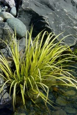 Golden Sweet Flag - Acorus Gramineus 'Ogon' - 18 Count Flat Of Pint Pots -Cheap PLANTS Store Acorus Ogon 105 2