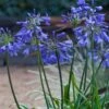 Ever Sapphire Agapanthus - Lily Of The Nile - 1 Gallon Pot