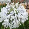 Queen Mum Agapanthus - 2 Gallon Pot 1 Queen Mum Agapanthus - 2 Gallon Pot -Cheap PLANTS Store Agapanthus Queen Mum 10